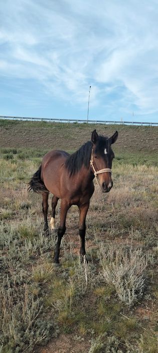 Продам Лошадь верховая