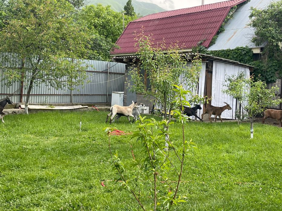 Ешкi пiшiлгендер