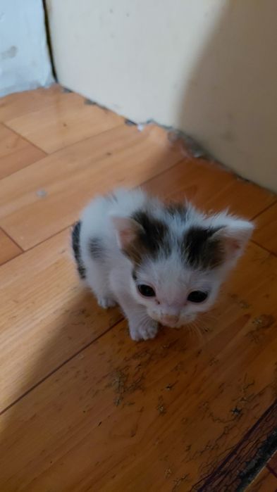 Котята   добрые руки