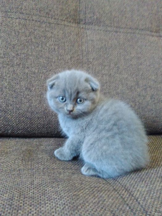 Забавный шотландский фолдик
