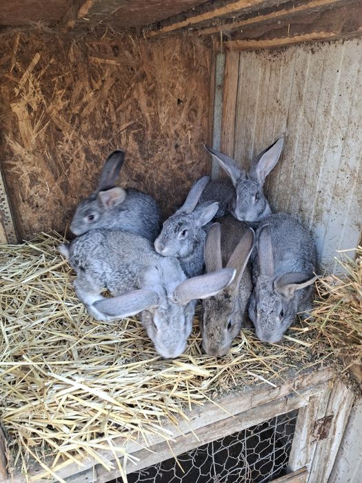 Vand iepurasi dragalasi