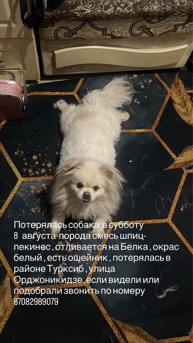 Пропала  собака.