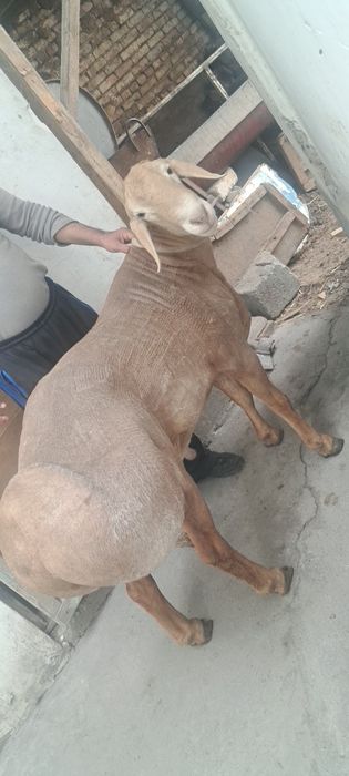 Арашан  куй сотилади.