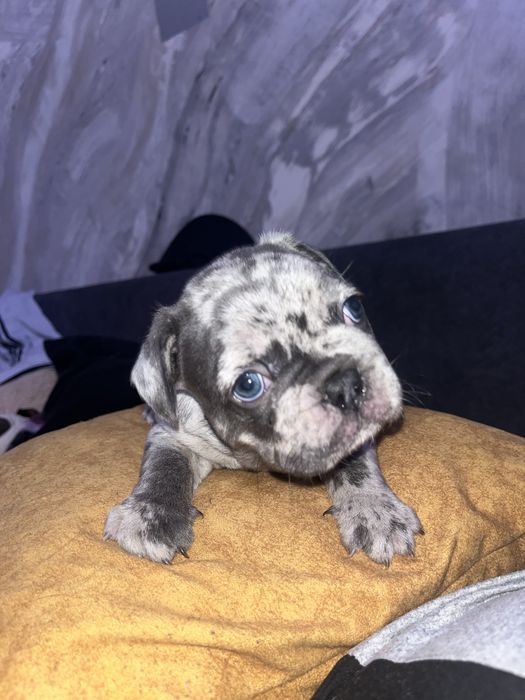 Bulldog francez