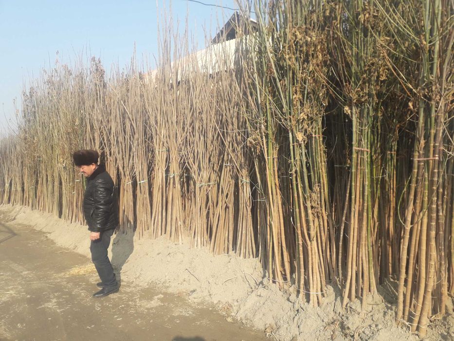 Павлония,КлёнБаграни,Тераг,Чинор,Каштан,Липа,декор кучат