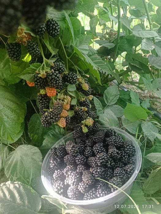 Tikansiz Maymunjon Ko'chati