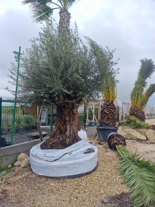 Палми, маслини и екзотична растителност