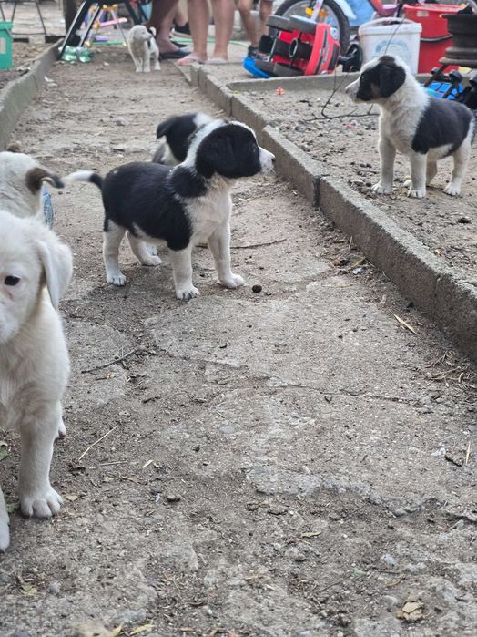 Бордър коли отбити 6 кученца