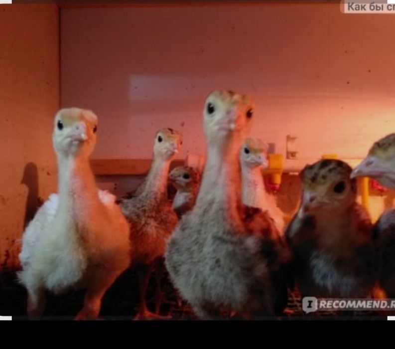 Индук балпаны сатылады