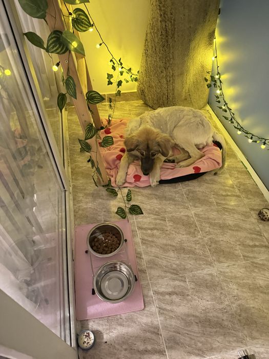 Собака около годика, дворьтерьер