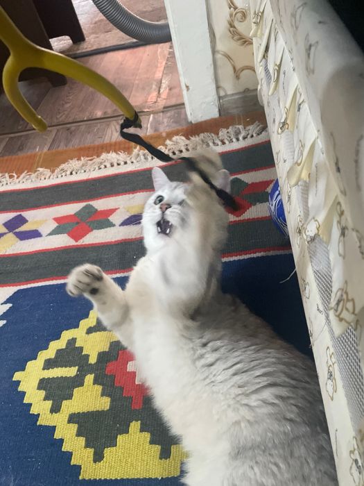 Britanskaya serebristaya shinshilla