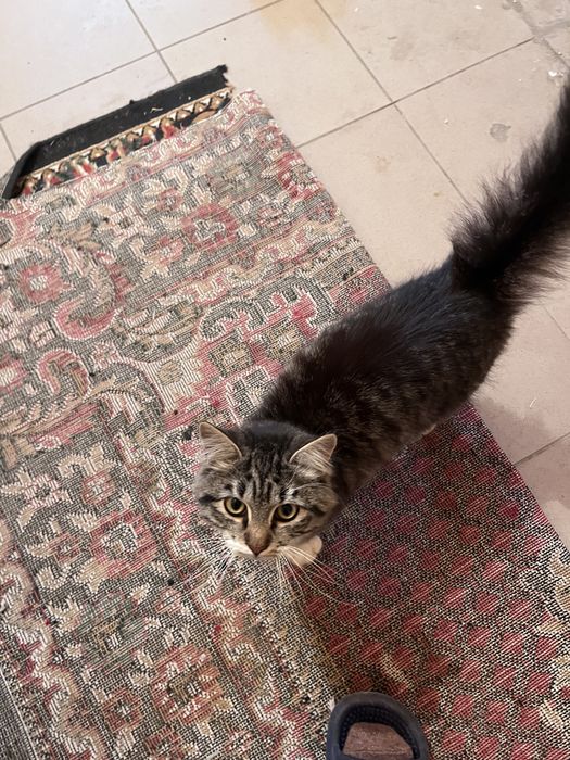 Кот мальчик 8 месяцев