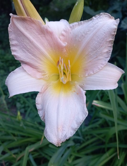 Многолетние цветы для сада