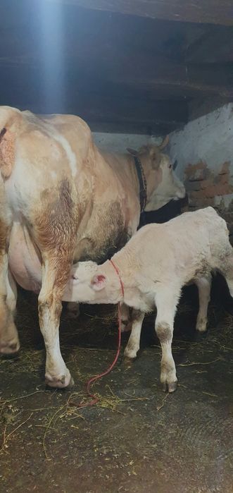 Vand 3 vaci bălțate romnești fătae tote 3