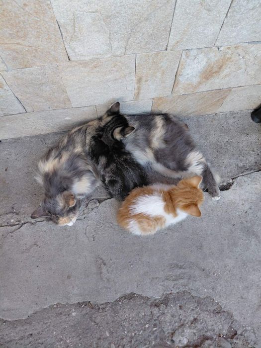 Подаряват се котенца