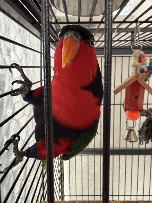 Продам попугая Лори  говорящий