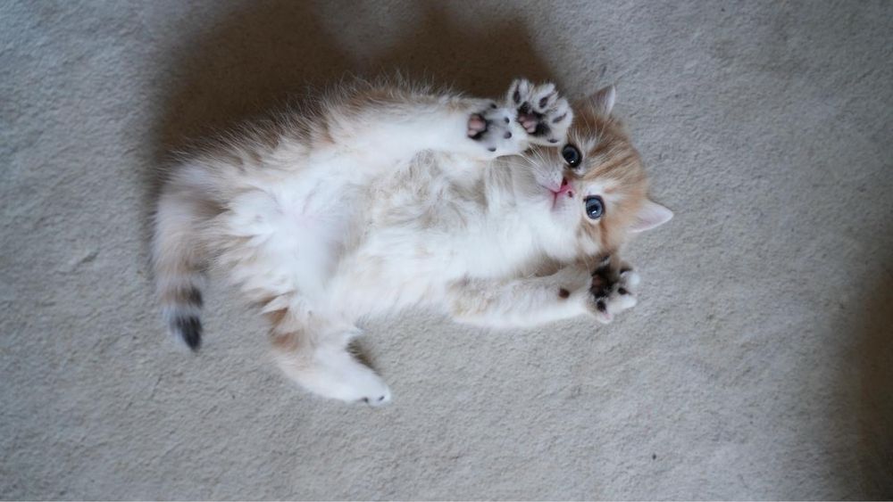Котята Scottish Fold / British Shorthair золотая шиншилла