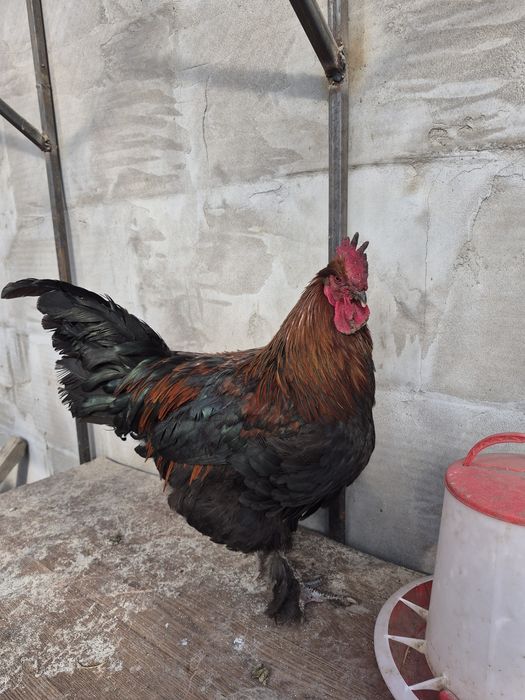 Петушок маран черно-медный.