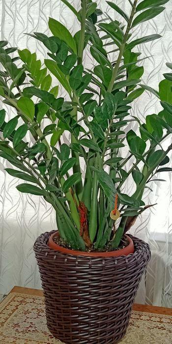 Домашние цветы продам