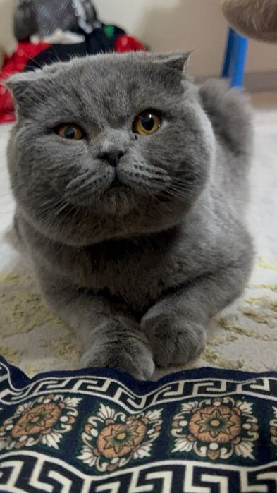 Vyazkaga taklif qiladi