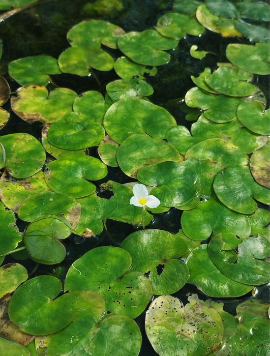 Plante de iaz, iris de balta, plutica, iarba broastei, papura pitica