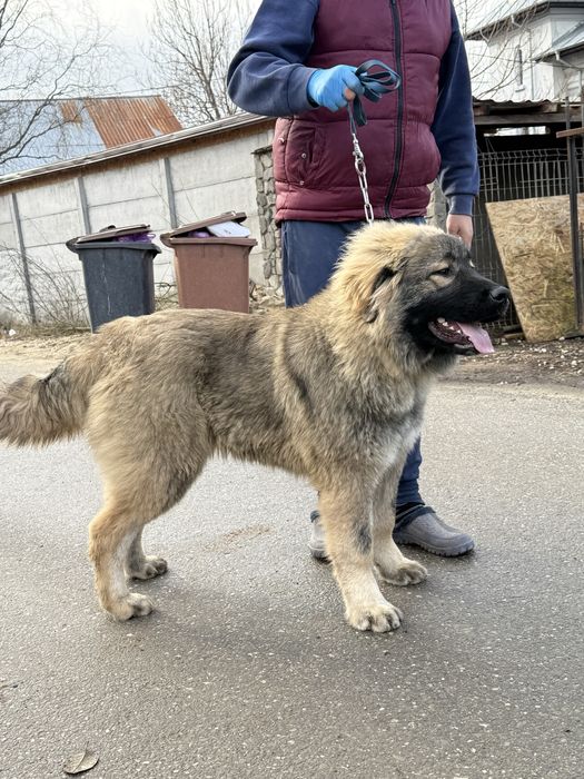 Femela ciobanesc caucazian