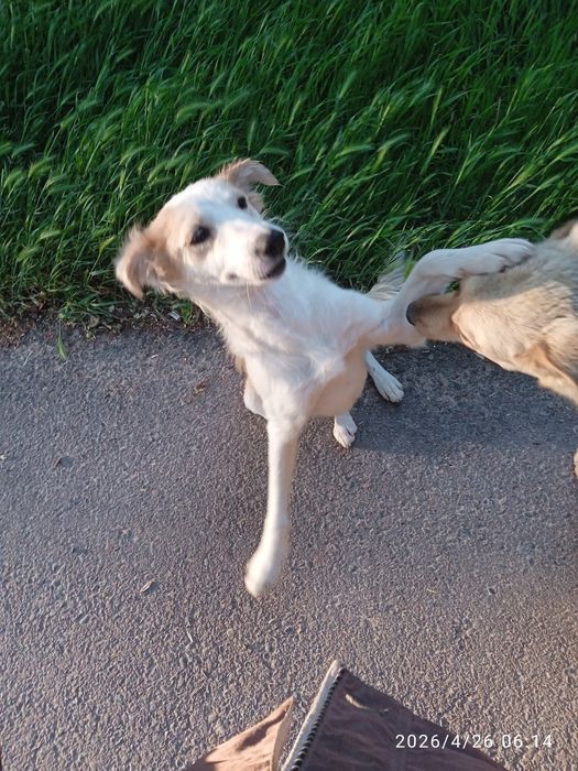 Собака потеряшка!!!