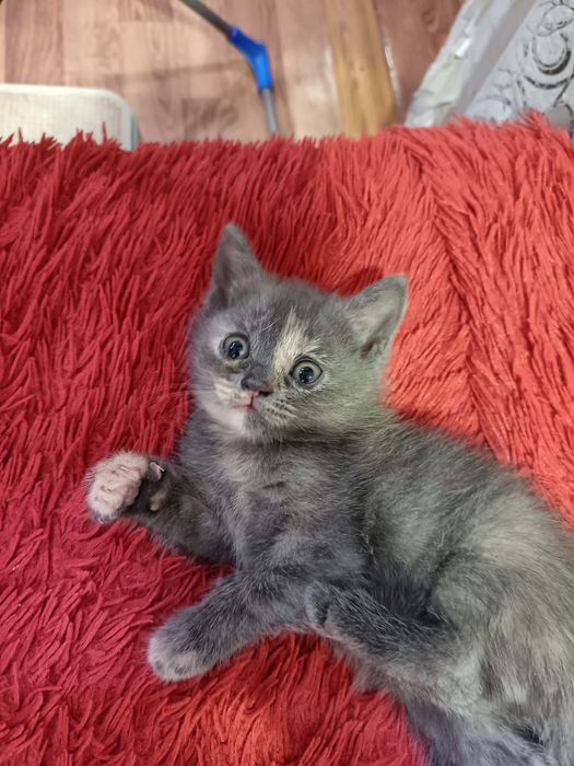 Прадам котёнка британка