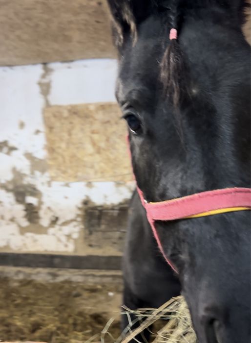 Продам кобылу англа-арабка