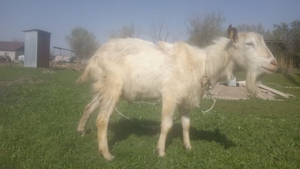 Доиныи ешкысатылады