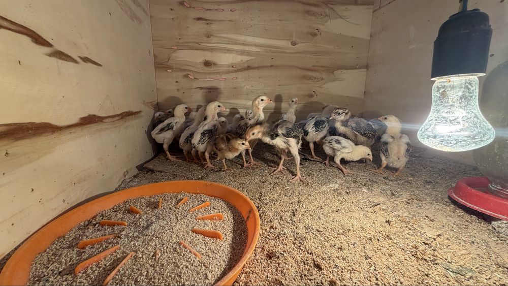 Шамо+Корея жужалари Сотилади 1 ойлик