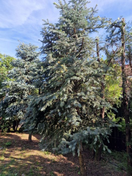 Brazi argintii, inaltime 5m