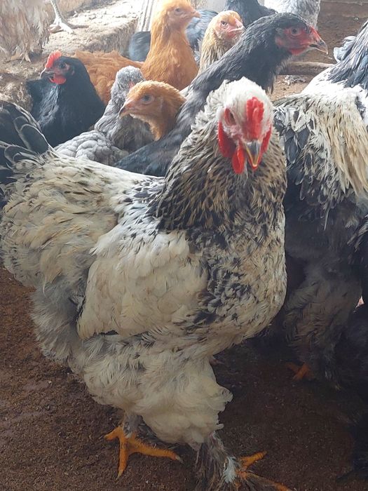 Брама ва кора шахзода товук ва жожалар