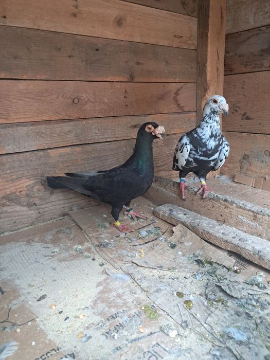 De vânzare porumbei tineri duduros