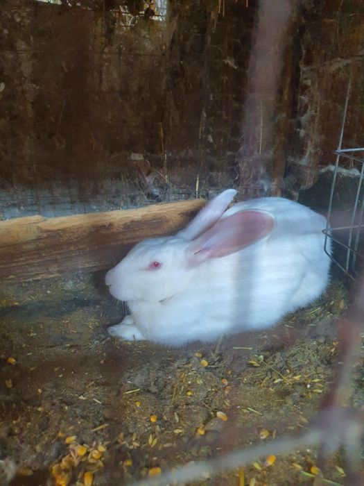 Iepuri hicole francez