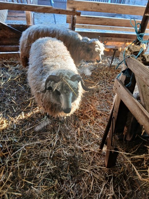 Vand 5 oi turcane de hateg