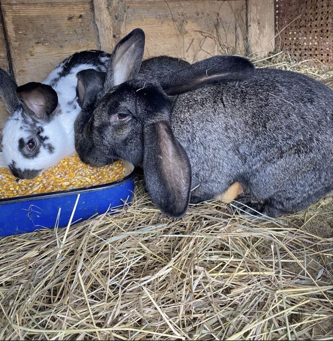 Dau la schimb ieburi, masculi/femele pe gaini