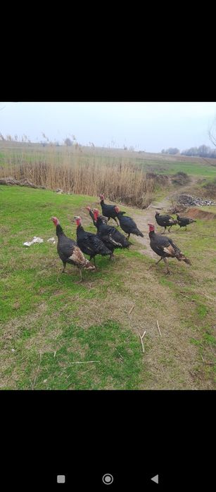 Осы куркелер сатылады