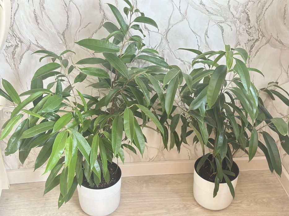 Комнатные цветочки