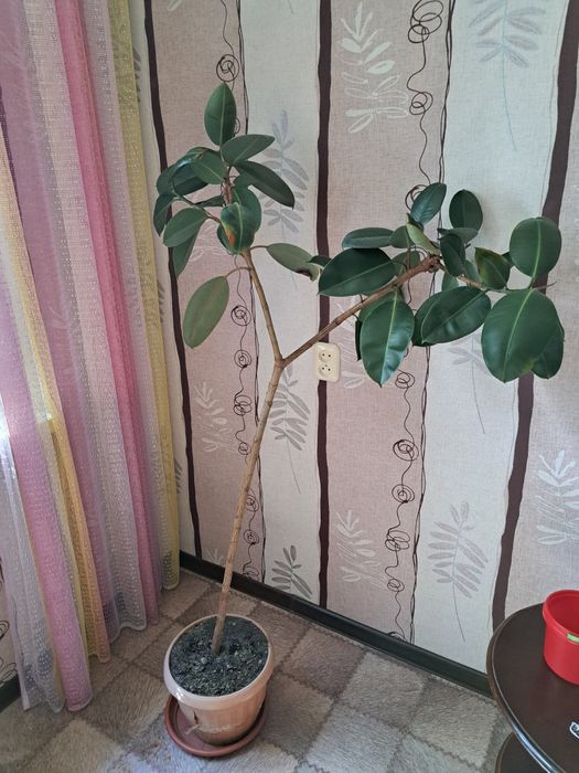 Фикусы большелистные
