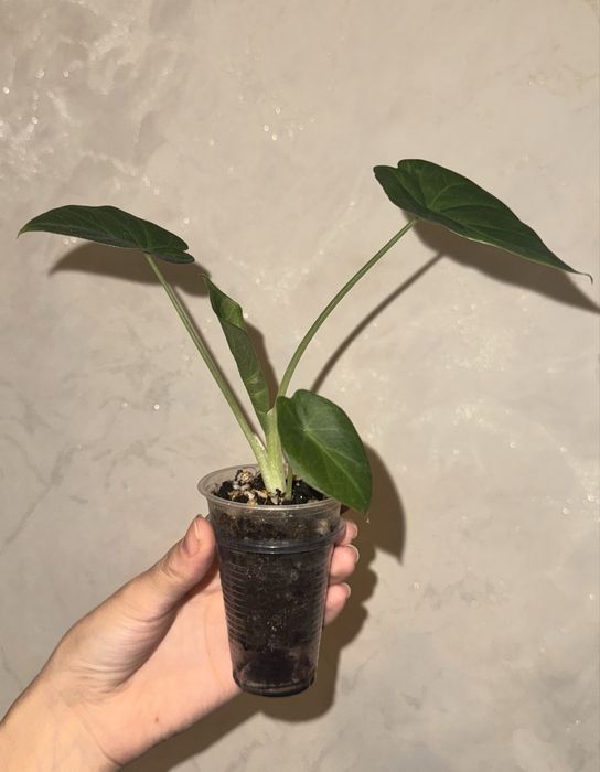 Алоказия регал шилдс