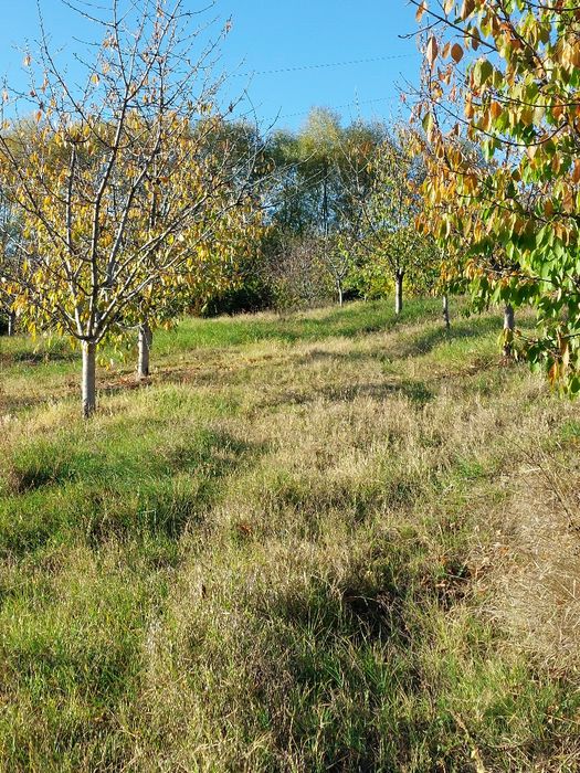 Овощна градина с.Дворище