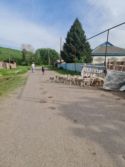 Қарақыстақ ! Фазенда сатылады.