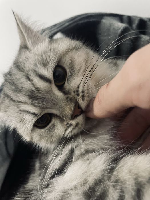 скоттиш шиншилла мушук сотилади