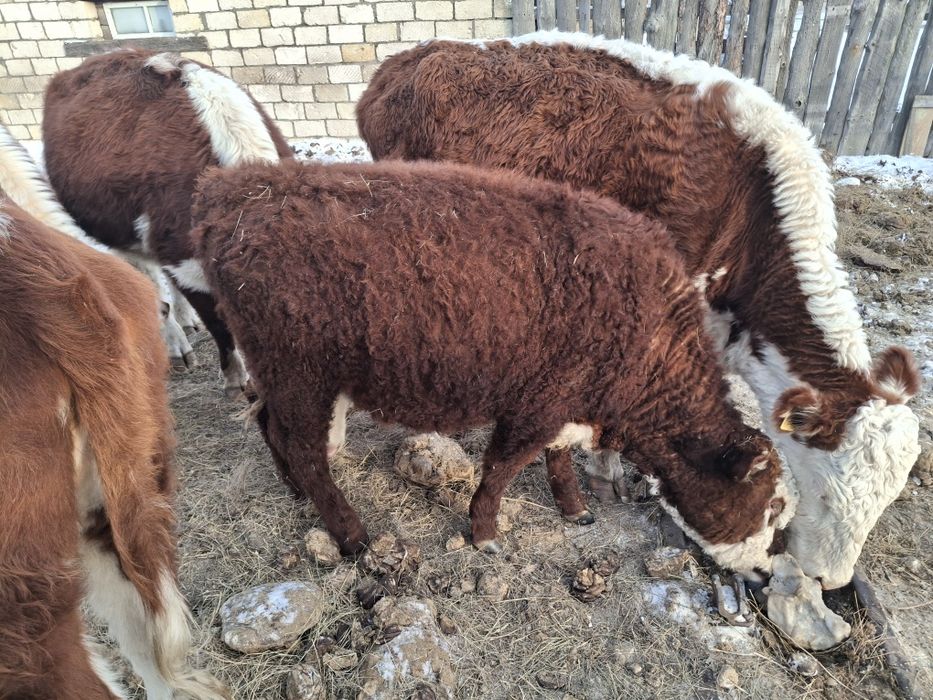 Подсостар сатылады