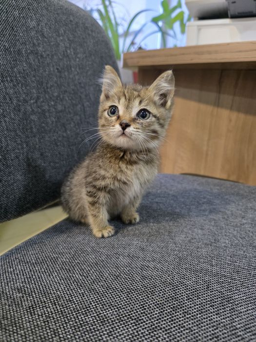 Котята 2 месяца ищут дом