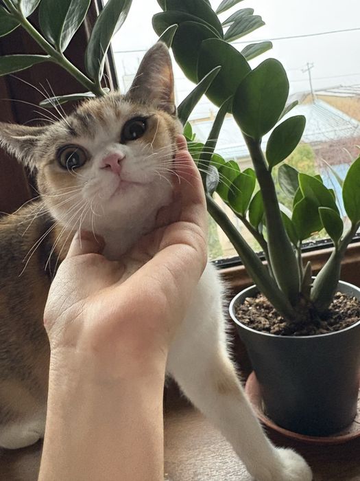 продаю кошку порода шиншила 8 месяцев