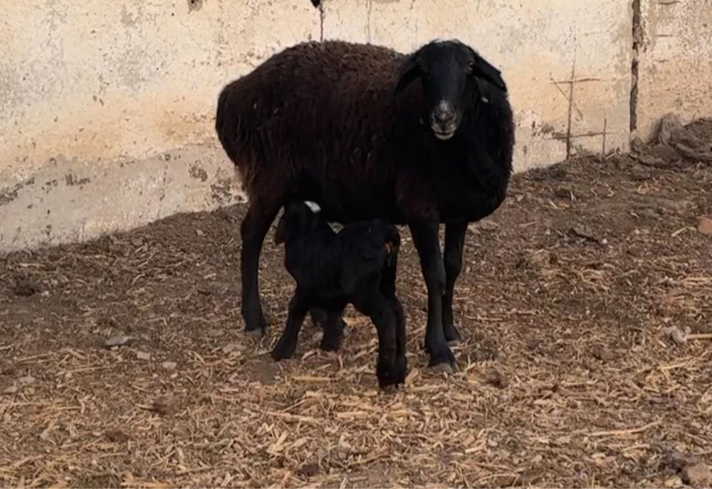 Қозылы қойлар сатылады қозылары еркек Төрткулде тұр