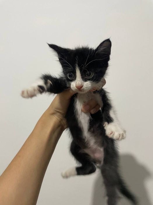 Отдам котенка даром