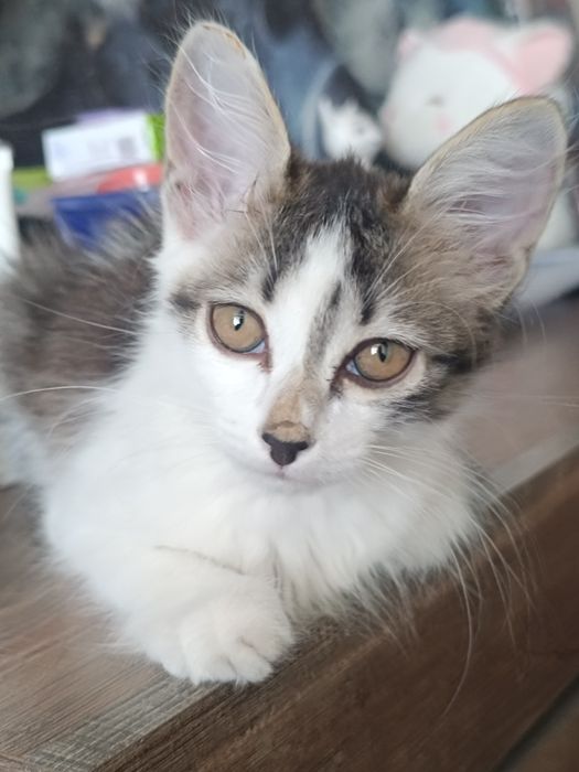 Ищем дом котёнку